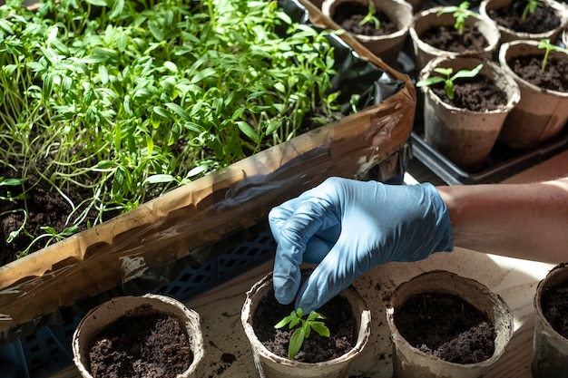 Planter des semis de tomates avec une tasse de tourbe de semis et une plante de plantation à la main