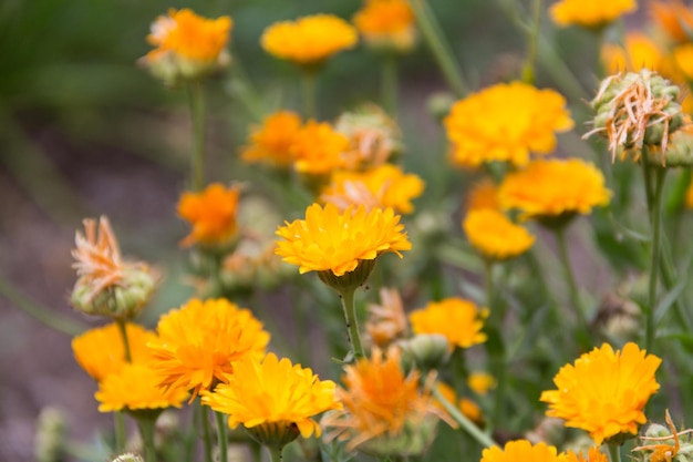 Planter des soucis dans le jardin bio