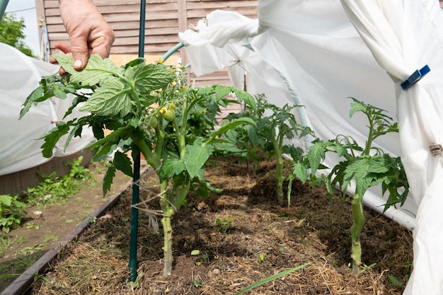 planter des tomates dans le jardin d'été.