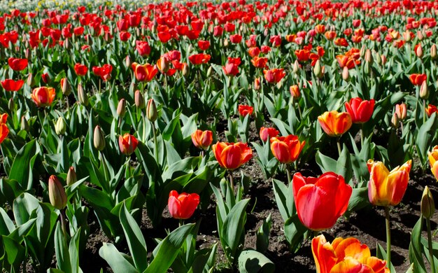 Photo planter des tulipes de différentes couleurs des tulipes en fleurs