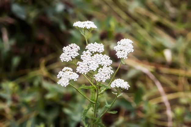 Plantes d'achillée millefeuille Herbes médicinales