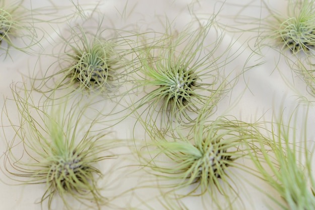 Plantes aériennes de tillandsia vert sur fond blanc