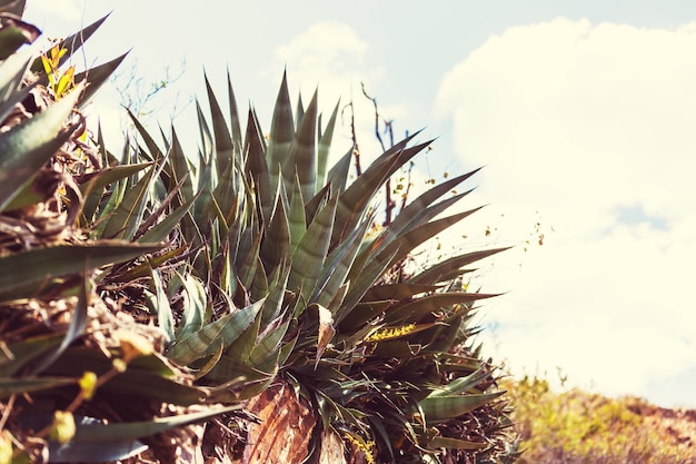 Les plantes d'agave au Pérou