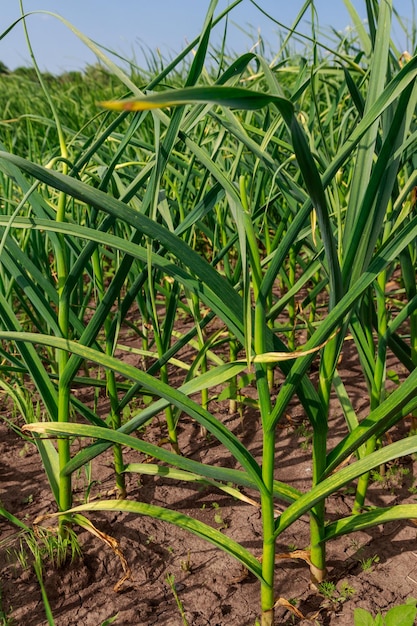 Plantes d'ail vert dans un potager