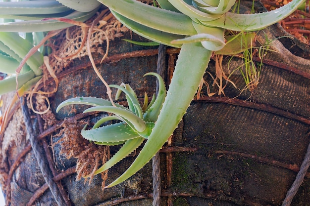 Photo les plantes d'aloe vera poussent dans un vieux baril de bois altéré les feuilles succulentes vertes sont épaisses et charnues avec des dents blanches le long de leurs bords plante d'aloé vera dans le jardin dans un pot moderne biologique