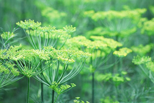 Plantes d'aneth fleurissant dans le jardin, cultivant des herbes organiques