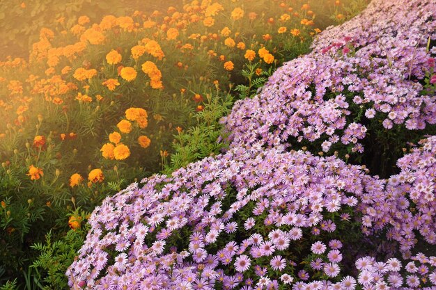 Plantes annuelles et vivaces en pleine floraison Tagetes d'automne multicolores souci chrysanthème aster Fleurs en fond de jardin d'automne