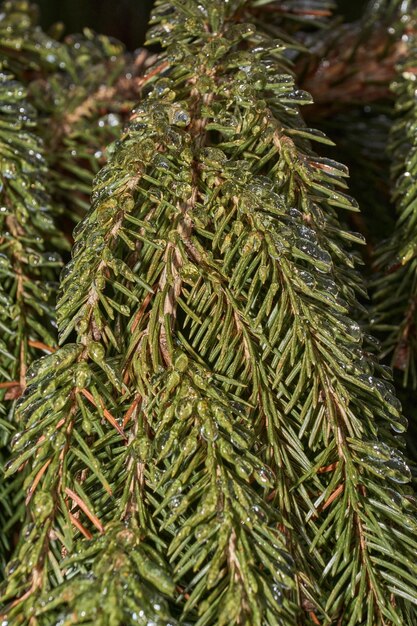 Plantes après une pluie glaciale Branches de plantes et pousses couvertes de glace