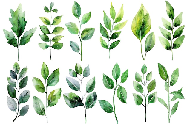 Les plantes d'aquarelle laissent des cliparts sur un fond blanc en utilisant des couleurs vert clair et émeraude foncé