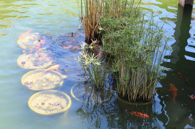 plantes aquatiques dans un étang vert