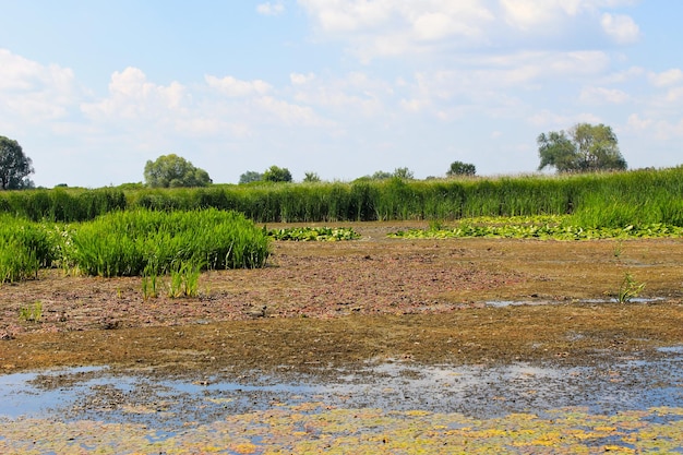 Plantes aquatiques dans un marais