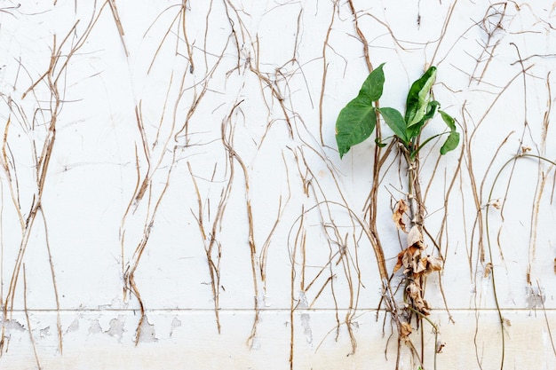 Photo plantes sur un arbre couvert de neige pendant l'hiver