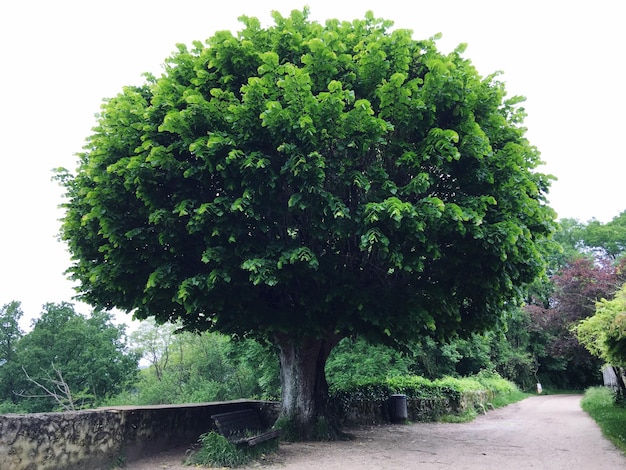 Photo des plantes et des arbres contre le ciel