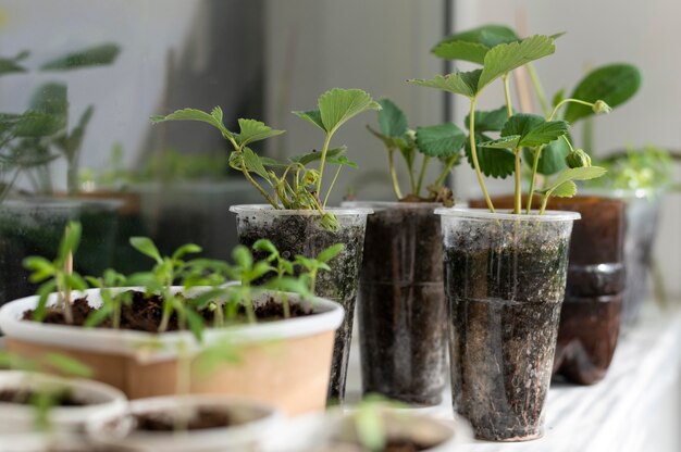 Plantes en arrangement de bouteilles en plastique