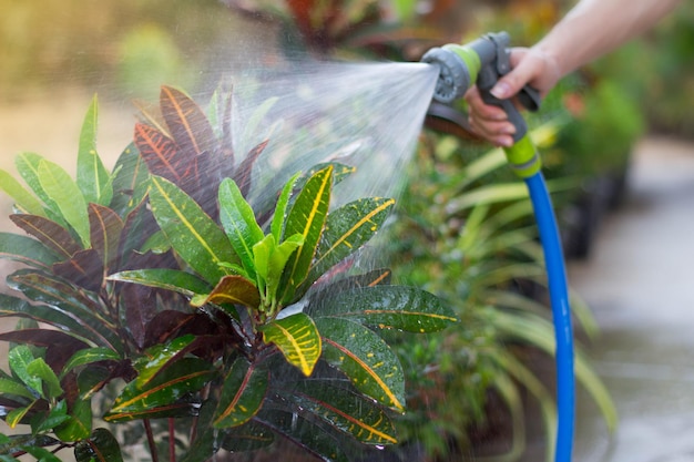 Photo plantes à arroser à la main coupées