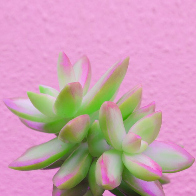 Plantes sur l'art conceptuel de la mode rose. Aloe cactus vert sur mur rose. Tendance de conception de couleurs