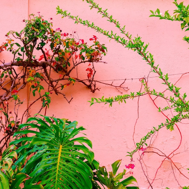 Plantes sur l'art conceptuel rose. Vert tropical sur fond de mur rose.