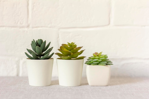 Plantes artificielles d'intérieur diverses succulentes en pots Succulentes en minipots blancs Idées pour la décoration de la maisonCopy space