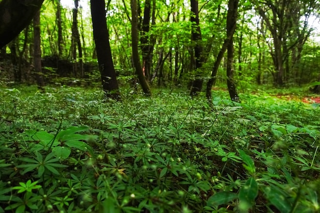 Plantes d'aspérule dans une forêt verte