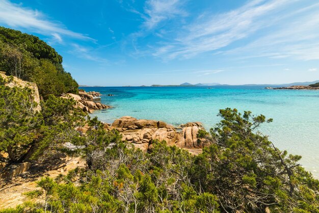 Plantes au bord de la plage de Capriccioli Sardaigne