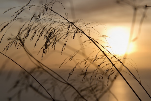 Plantes au coucher du soleil en mer