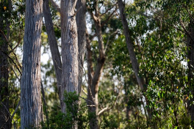 Photo plantes australiennes indigènes dans la brousse belle gomme arbres et arbustes dans la forêt australienne gomme et plantes indigènes qui poussent en australie au printemps