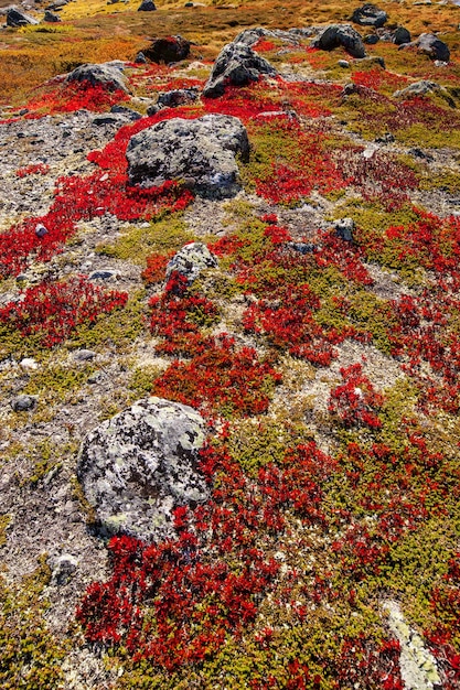 Plantes d'automne des hautes terres en Norvège Gamle Strynefjellsvegen