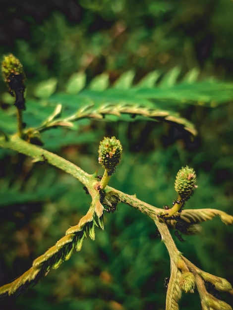 Des plantes aux belles feuilles