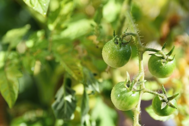 Plantes aux tomates vertes fraîches. Fleur de tomate.