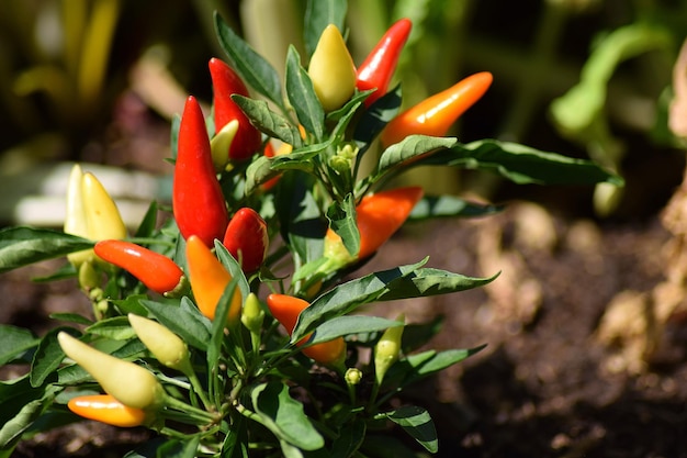 Photo plantes à base de piment