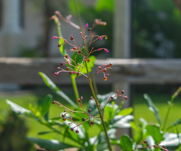 Les plantes à base de plantes Talinum paniculatum sont faciles à cultiver n'importe où