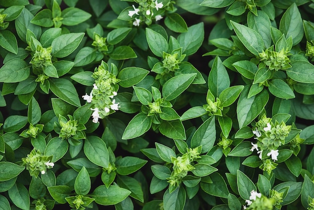 Plantes de basilic grec fleurissant dans le jardin feuilles de basilic vert texture vue d'en haut