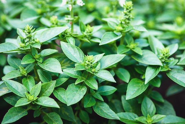 Plantes de basilic grec fleurissant dans le jardin d'herbes aromatiques basilic poussant à l'extérieur