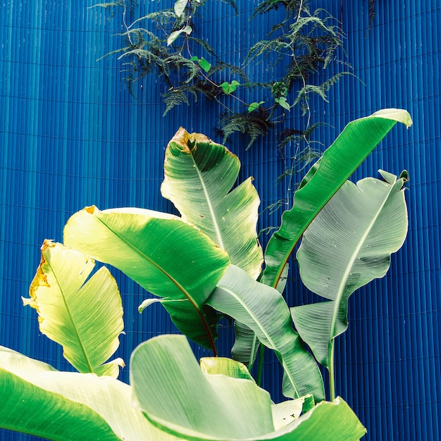 Plantes sur bleu. Concept de mode vert tropical