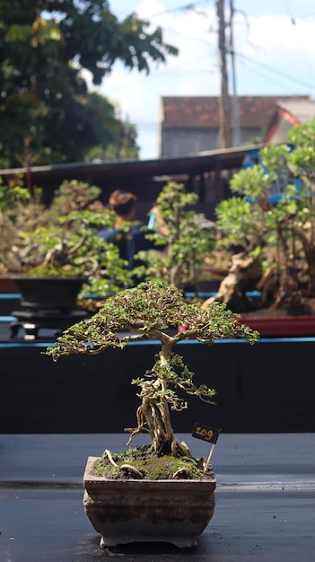 Plantes Bonsai qui sont dans des concours ou des festivals. L'art des plantes naines du Japon. Un bonsai.