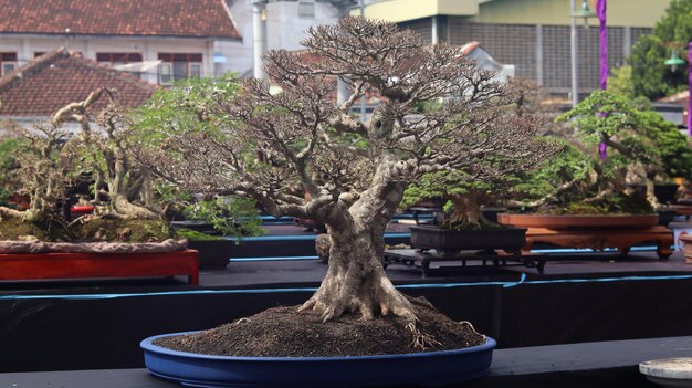 Plantes Bonsai qui sont dans des concours ou des festivals. L'art des plantes naines du Japon. Un bonsai.
