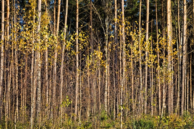 Plantes de bouleau doré, nature d'automne