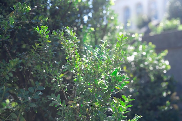 Plantes de brousse vertes au soleil dans le jardin agrandi beau concept de parcs de la ville