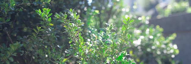 Plantes de brousse vertes au soleil dans le jardin agrandi beau concept de parcs de la ville