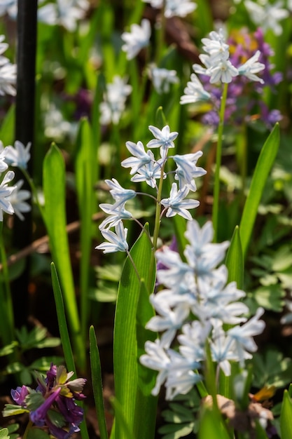 Plantes à bulbes de fleurs de printemps bleues et blanches dans le parterre de fleurs. Mise au point sélective