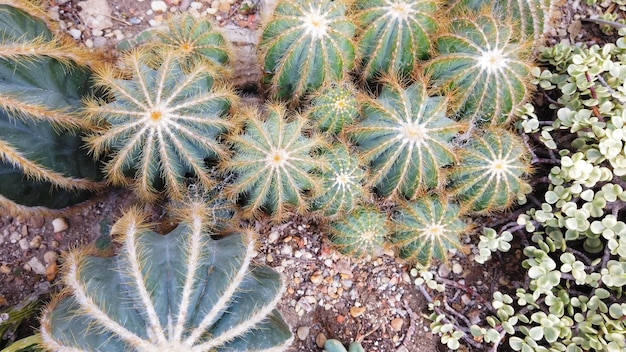 Plantes de cactus couvertes de beaucoup de pointes acérées