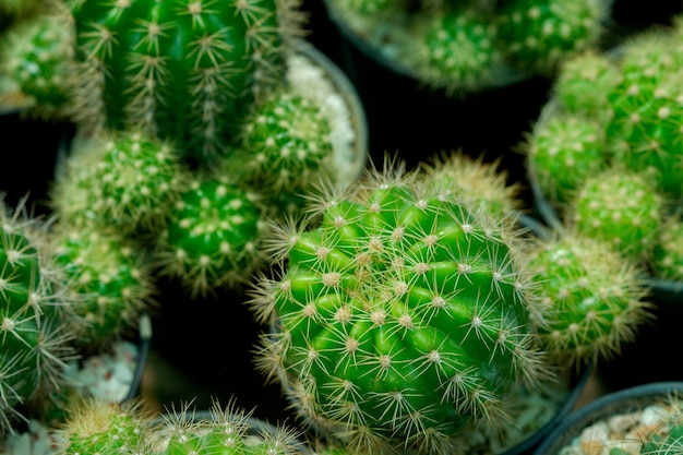 Plantes de cactus en gros plan dans des pots.