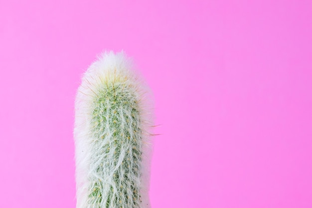 Plantes de cactus à la mode sur mur rose