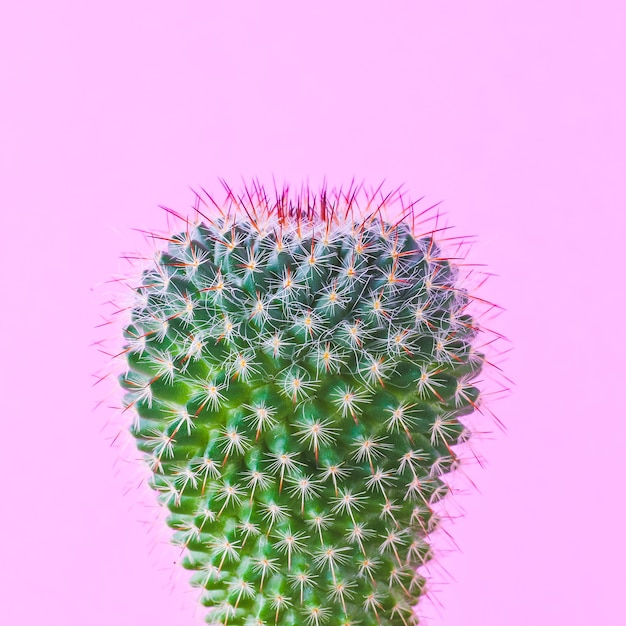 Plantes de cactus à la mode sur mur rose
