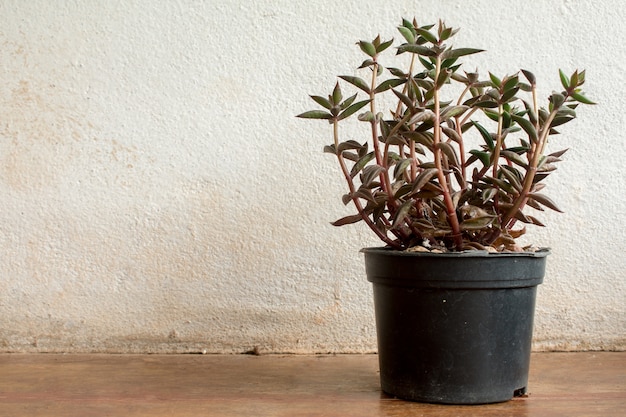 Plantes de cactus sur la texture de fond Vintage