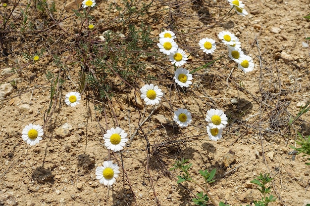 Plantes de camomille médicale cultivées dans un environnement naturel gros plan de fleurs de camomille au printemps