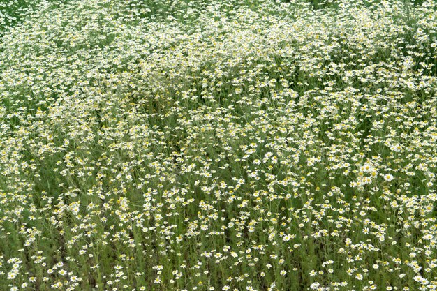 plantes de camomille