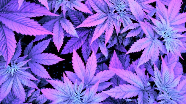 Photo plantes de cannabis de marijuana poussant dans un style cyberpunk