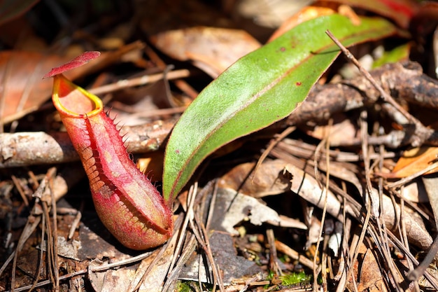 Plantes carnivores Nepenthes dans la forêt à feuilles persistantes.
