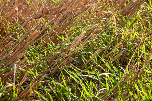 Plantes céréalières pendant la culture sur le terrain en été